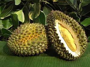 durian_fruit