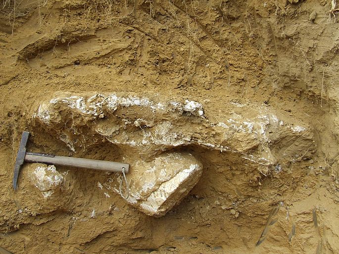 Craniu mamut Ariusd aprilie 2013 - 02