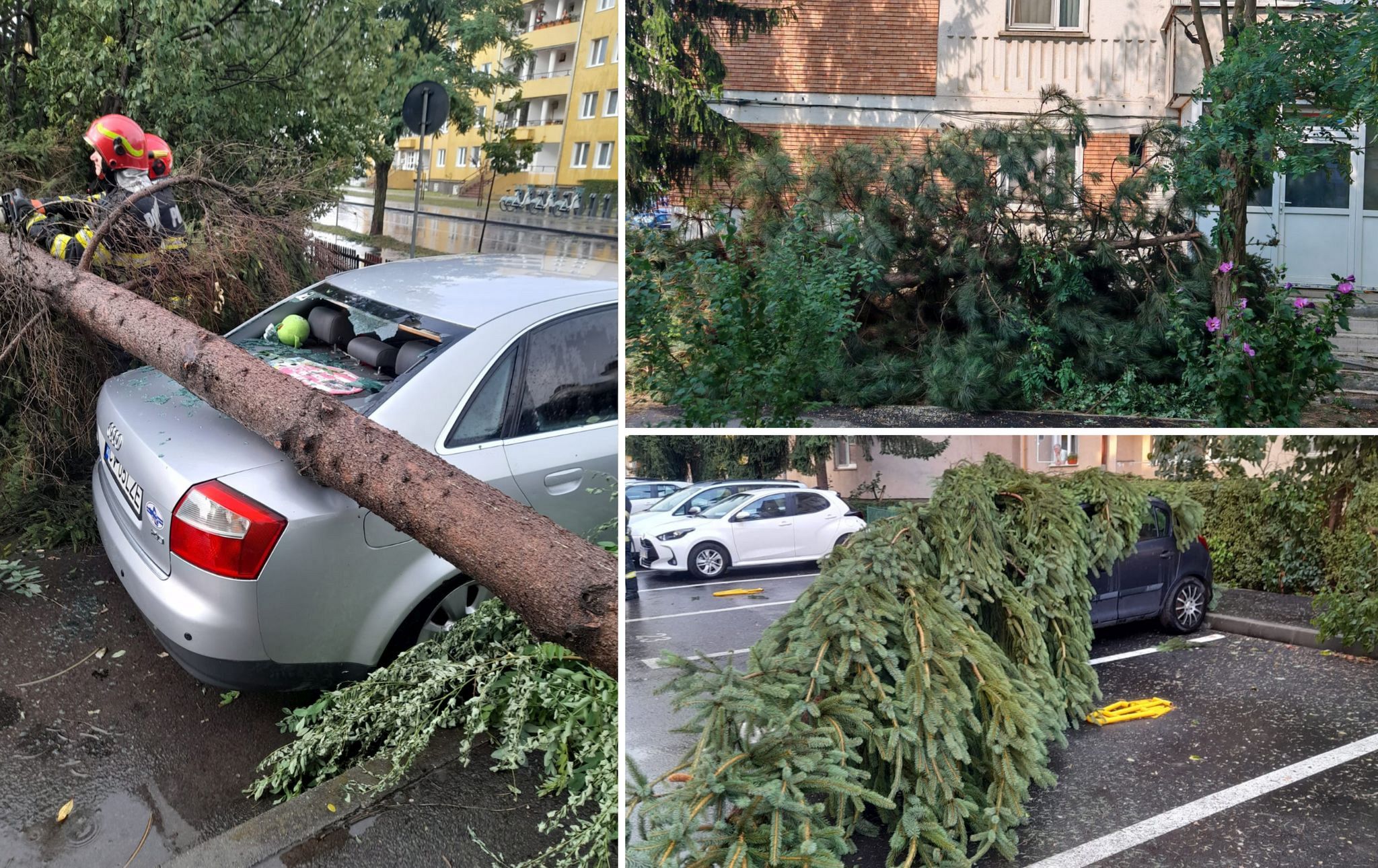 В Сент-Гиргхе объяснили порядок получения компенсации за автомобили, поврежденные упавшими деревьями